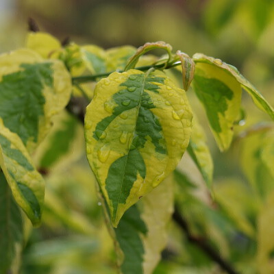Cornus alternifolia 'Wstackman' (GOLDEN SHADOWS)